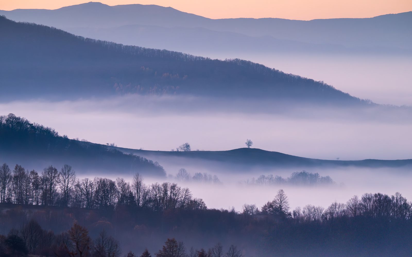 Colline avvolte dalla nebbia all'alba, con un albero solitario in lontananza